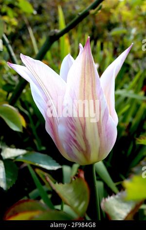 Tulipa ‘Sanne’ Triumph Tulpe 3 Sanne Tulpe gebrochen – rosa Blüten, breite cremefarbene Ränder, spitze Blütenblätter, April, England, VEREINIGTES KÖNIGREICH Stockfoto