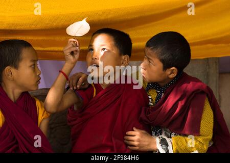 Indien, Bodhgaya, Szenen am Mahabodhi-Tempel finden junge Mönche ein gefallenes Blatt des Bodhi-Baumes Stockfoto