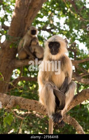 Indien, Bodhgaya, Mahakala-Höhle, Dungeschwari, Affe, Stockfoto