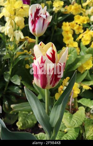 Tulipa ‘World Expression’ Single Ende 5 World Expression Tulpe – cremefarbene oder weiße Blüten, dunkelrote Flammen, gelbe Basis, April, England, VEREINIGTES KÖNIGREICH Stockfoto