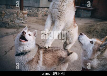 Beige Husky Welpen spielen draußen Stockfoto