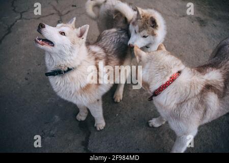 Beige Husky Welpen spielen draußen Stockfoto