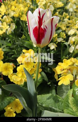 Tulipa ‘World Expression’ Single Ende 5 World Expression Tulpe – cremefarbene oder weiße Blüten, dunkelrote Flammen, gelbe Basis, April, England, VEREINIGTES KÖNIGREICH Stockfoto