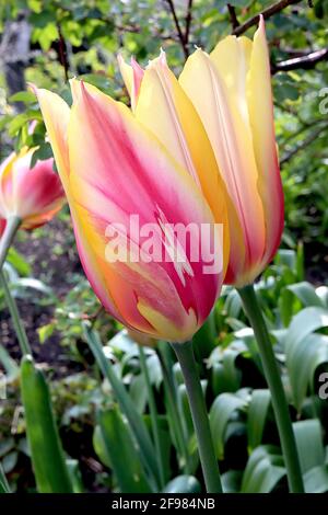 Tulipa ‘Blushing Lady’ Single Late 5 Blushing Lady Tulpe – riesige Blüten mit dunkelrosa, hellgelben und weißen Streifen, gelben Rändern, April, England, Stockfoto