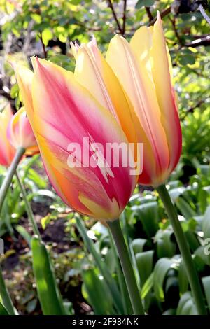 Tulipa ‘Blushing Lady’ Single Late 5 Blushing Lady Tulpe – riesige Blüten mit dunkelrosa, hellgelben und weißen Streifen, gelben Rändern, April, England, Stockfoto