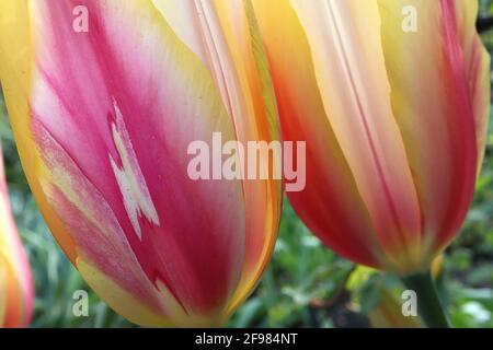 Tulipa ‘Blushing Lady’ Single Late 5 Blushing Lady Tulpe – riesige Blüten mit dunkelrosa, hellgelben und weißen Streifen, gelben Rändern, April, England, Stockfoto