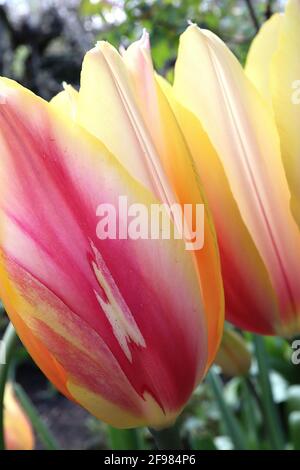 Tulipa ‘Blushing Lady’ Single Late 5 Blushing Lady Tulpe – riesige Blüten mit dunkelrosa, hellgelben und weißen Streifen, gelben Rändern, April, England, Stockfoto