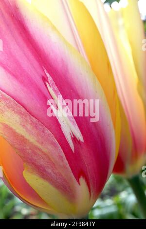 Tulipa ‘Blushing Lady’ Single Late 5 Blushing Lady Tulpe – riesige Blüten mit dunkelrosa, hellgelben und weißen Streifen, gelben Rändern, April, England, Stockfoto