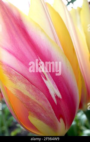 Tulipa ‘Blushing Lady’ Single Late 5 Blushing Lady Tulpe – riesige Blüten mit dunkelrosa, hellgelben und weißen Streifen, gelben Rändern, April, England, Stockfoto