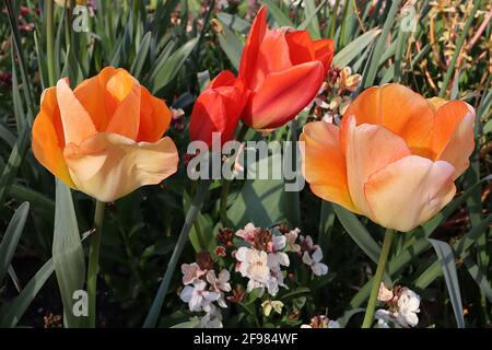 Tulipa ‘Daydream’ Darwin Hybrid 4 Daydream Tulpe - weiche Aprikosenblüten, orangefarbene innere Blütenblätter, feiner roter Umriss, April, England, VEREINIGTES KÖNIGREICH Stockfoto