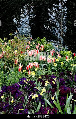 Tulipa ‘the First’ Kaufmanniana 12 die erste Tulpe – cremige weiße Tulpen mit rotem Flush, gelber Basis, April, England, Großbritannien Stockfoto