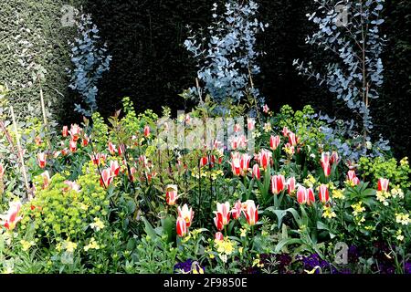 Tulipa ‘the First’ Kaufmanniana 12 die erste Tulpe – cremige weiße Tulpen mit rotem Flush, gelber Basis, April, England, Großbritannien Stockfoto