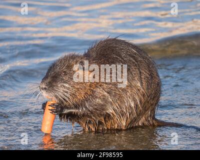 Nahaufnahme von Coypu, Myocastor Coypus oder Nutria, die Karotten an Steinen im Flusswasser fressen, natürliches Licht der goldenen Stunde, selektiver Fokus Stockfoto