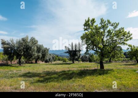 Landschaft mit Oliven- und Mandelbäumen in spanien Stockfoto