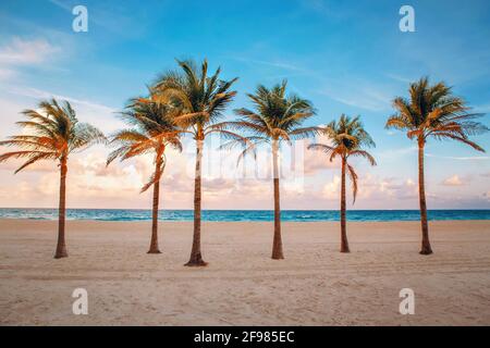 Florida leere Strandlandschaft mit sechs Palmen und Meer bei Sonnenuntergang. Stockfoto