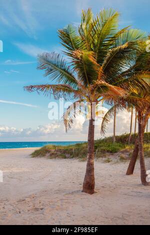 Florida leere Strandlandschaft mit hohen Palmen und Meer Bei Sonnenuntergang Stockfoto