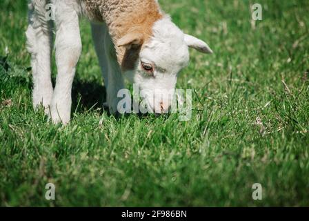 Kleines Lamm auf der Weide frisst grünes Gras Stockfoto