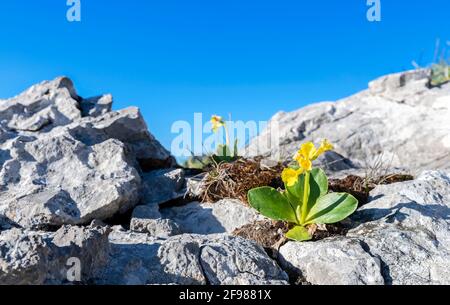 Nahaufnahme eines blühenden Alpenkautsches (Primula auricula) auf Felsen. Allgäuer Alpen, Bayern, Deutschland Stockfoto