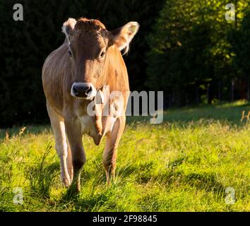 Braune Kuh auf einer grünen Wiese im Morgenlicht. Allgäu, Bayern, Deutschland Stockfoto