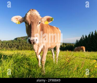 Braune junge Kuh auf einer grünen Wiese. Allgäu, Bayern, Deutschland Stockfoto