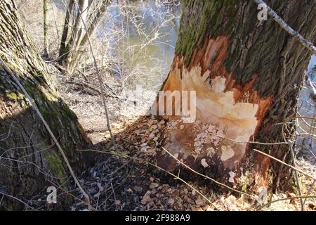 Biber (Rizinusfaser), Nagspuren an einem Baum, Rosenheim Stockfoto