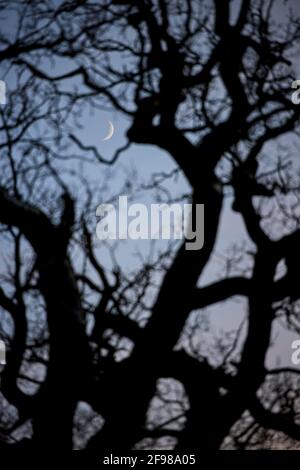 Baum, Äste, Mond, Sichel, Mondphase, Zunehmender Mond Stockfoto