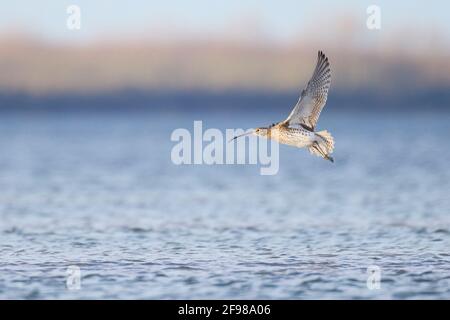 Brachvogel Numenius Arquata im Flug Stockfoto