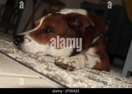 Border Collie Terrier Dog Legt Sich Nieder Stockfoto