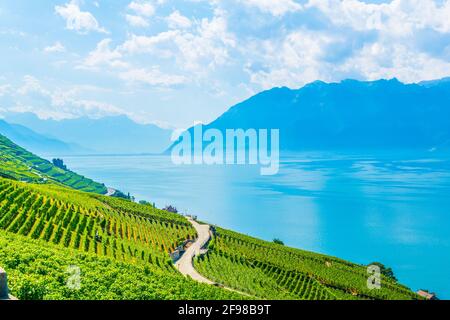 Weinregion Lavaux bei Lausanne, Schweiz Stockfoto