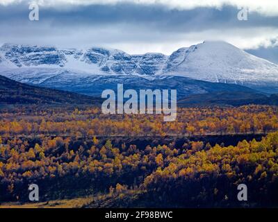 Europa, Norwegen, Oppland, Rondane National Park, Blick über den herbstlichen Birkenwald auf den schneebedeckten Gipfel von Digirrden Stockfoto