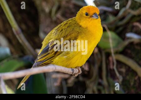 Atlantischer Kanarienvögel, ein kleiner brasilianischer Wildvögel. Der gelbe kanarienvögel Crithagra flaviventris ist ein kleiner Singvögel aus der Familie der Finken. Stockfoto