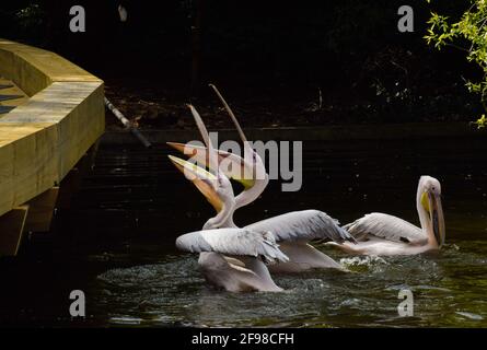 London, Großbritannien. April 2021. Pelikane fangen Fische, die von einem Parkmitarbeiter im St James's Park, London, geworfen werden. Sechs große weiße Pelikane, die frei kommen und gehen können, wie sie wollen, leben im Central London Park und ihre tägliche Fütterung ist eine große Attraktion für Besucher. Kredit: SOPA Images Limited/Alamy Live Nachrichten Stockfoto