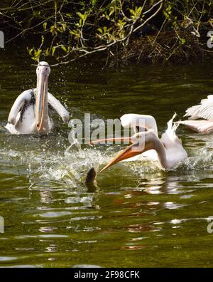 London, Großbritannien. April 2021. Pelikane fangen Fische, die von einem Parkmitarbeiter im St James's Park, London, geworfen werden. Sechs große weiße Pelikane, die frei kommen und gehen können, wie sie wollen, leben im Central London Park und ihre tägliche Fütterung ist eine große Attraktion für Besucher. Kredit: SOPA Images Limited/Alamy Live Nachrichten Stockfoto