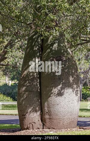 Queensland Bottle Tree wächst im Park Stockfoto