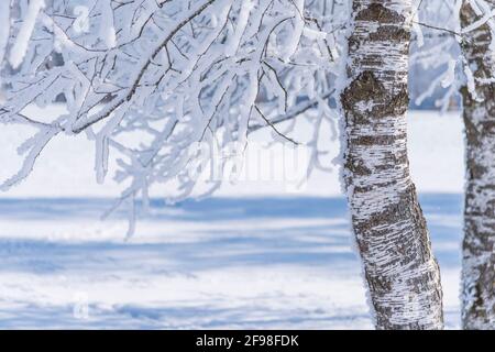 Ein magischer Wintermorgen in Schlehdorf am Kochelsee, Bayern, mit Frost, Sonnenschein, Nebel und frisch gefallener Schneedecke. Birke im Schnee, Nahaufnahme. Stockfoto