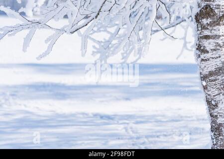 Ein magischer Wintermorgen in Schlehdorf am Kochelsee, Bayern, mit Frost, Sonnenschein, Nebel und frisch gefallener Schneedecke. Birke im Schnee, Nahaufnahme. Stockfoto