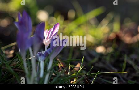 Nahaufnahme von violetten Krokus an einem sonnigen Tag Stockfoto