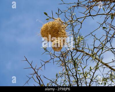 Serengeti-Nationalpark, Tansania, Afrika - 29. Februar 2020: Hervorragendes Sternennest, das an einem Baum hängt Stockfoto