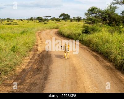 Serengeti-Nationalpark, Tansania, Afrika - 29. Februar 2020: Löwin auf der Straße des Serengeti-Nationalparks Stockfoto