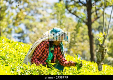 Sri Lanka, Melsiripura, Teeplantage bei Nuwara Eliya, Frau, Ernte, Stockfoto