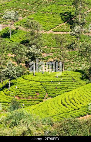 Sri Lanka, Melsiripura, Teeplantage bei Nuwara Eliya Stockfoto