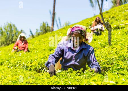 Sri Lanka, Melsiripura, Teeplantage bei Nuwara Eliya, Frauen, Ernte, Stockfoto