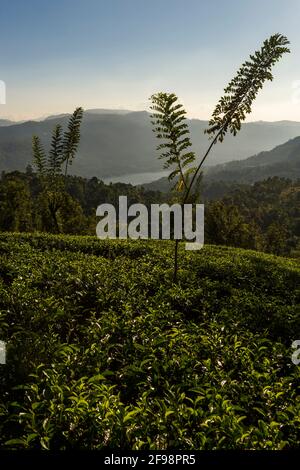 Sri Lanka, Melsiripura, Teeplantage bei Nuwara Eliya Stockfoto