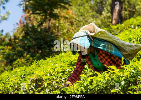 Sri Lanka, Melsiripura, Teeplantage bei Nuwara Eliya, Frau, Ernte, Stockfoto