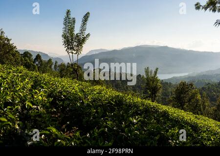 Sri Lanka, Melsiripura, Teeplantage bei Nuwara Eliya Stockfoto