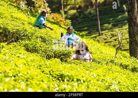 Sri Lanka, Melsiripura, Teeplantage bei Nuwara Eliya, Frauen, Ernte, Stockfoto