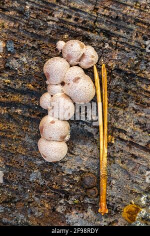 Blutmilchpilz, Milchstauben, Blutpilz, Milchkrautkraut, Pflegeschleim Stockfoto