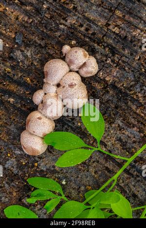 Blutmilchpilz, Milchstauben, Blutpilz, Milchkrautkraut, Pflegeschleim Stockfoto