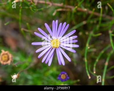 Cut Leaf Daisy (Brachyscome multifida), einheimische Flora, Wilsons Promontory National Park, Australien Stockfoto