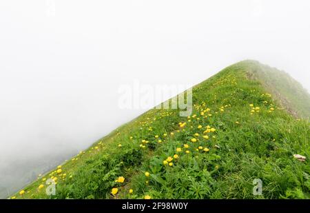 Bergwiese mit blühenden Globenblüten (Trollius europaeus) im dichten Nebel. Allgäuer Alpen, Bayern, Deutschland Stockfoto